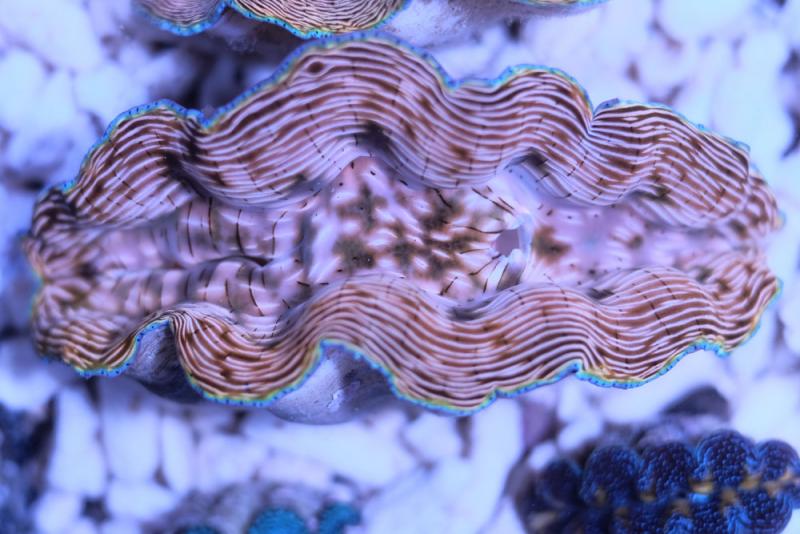 Mördermuschel - Tridacna Derasa - Nachzuchten - Super Stabil!